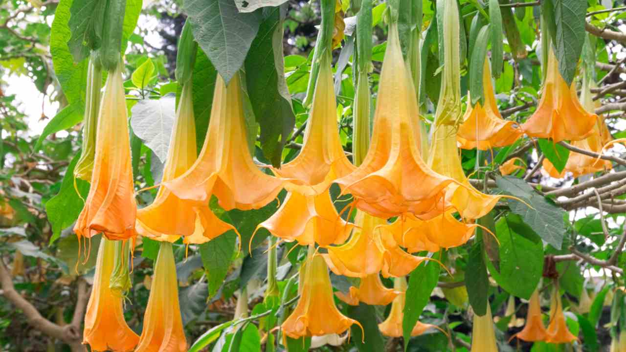 Brugmansia s veľkými trúbkovitými kvetmi kvitnúca v záhrade