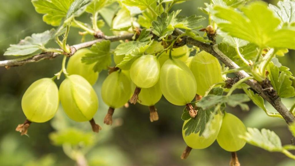 Zrelé zelené egreše rastúce na konári egrešového kríka v záhrade