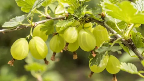 Zrelé zelené egreše rastúce na konári egrešového kríka v záhrade