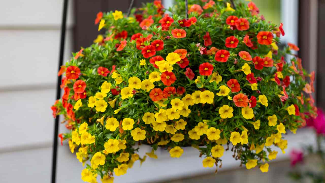Bohato kvitnúca calibrachoa v závesnom kvetináči s červenými a žltými kvetmi na balkóne