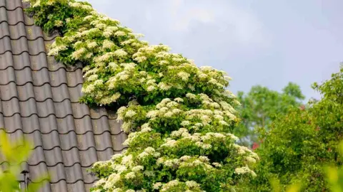 Biely kvet popínavej hortenzie, ktorá pokrýva tehlovú strechu domu zelenými listami; Hydrangea petiolaris