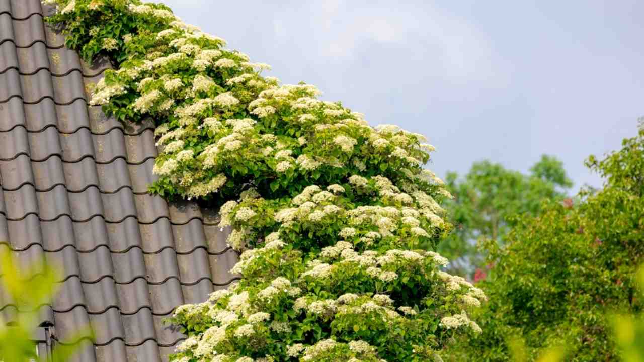 Biely kvet popínavej hortenzie, ktorá pokrýva tehlovú strechu domu zelenými listami; Hydrangea petiolaris