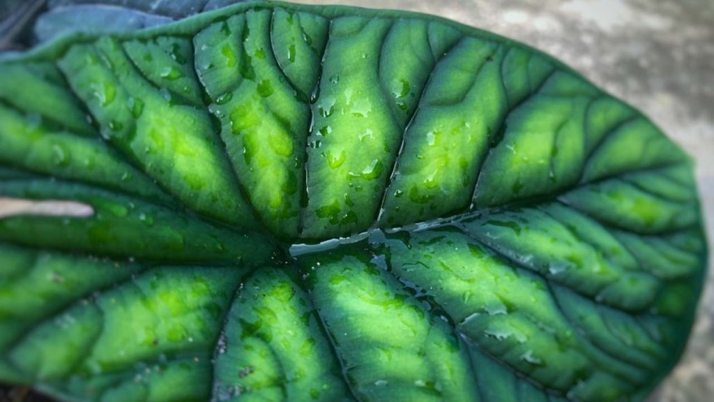 Detail listu alokázie Dragon Scale so štruktúrou pripomínajúcou dračie šupiny