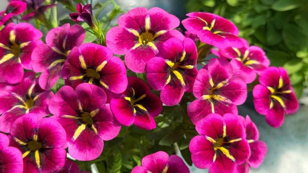 Detail ružovo-fialových kvetov calibrachoa s tmavým stredom a žltými vzormi