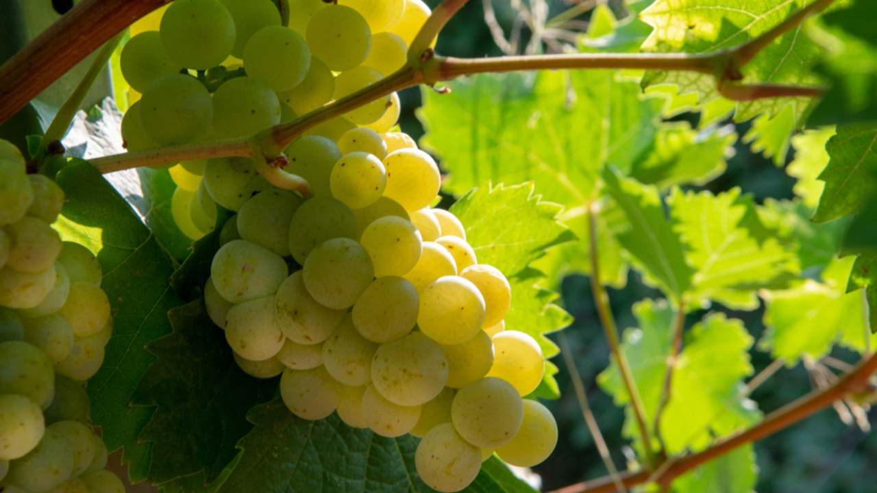 Zrelé strapce hrozna na viniči v letnej záhrade.