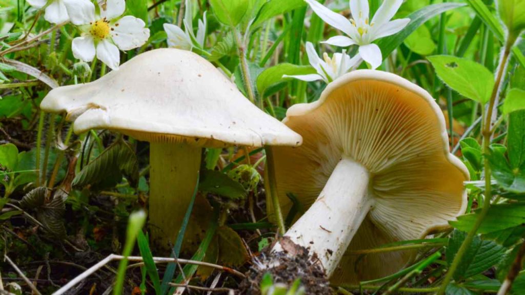Dva mladé, zdravé exempláre huby Calocybe gambosa, známej aj ako svätogorská huba, obklopené jarnými kvetmi a zeleňou