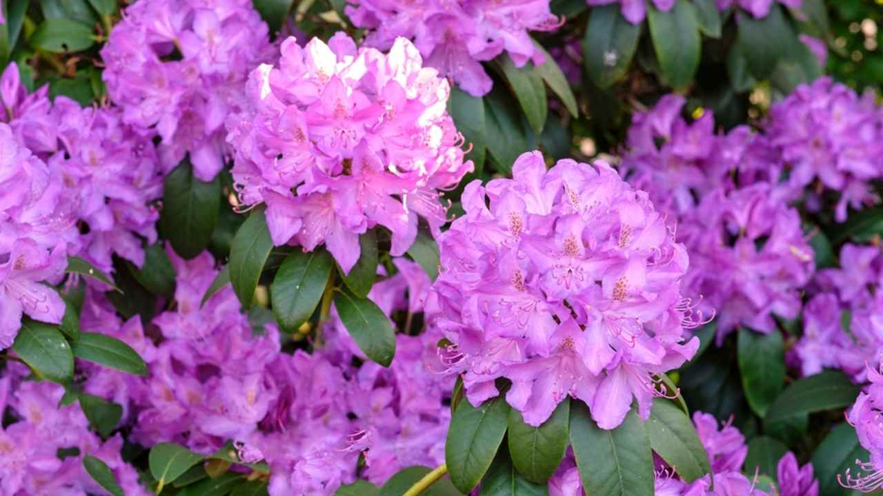 Bohato kvitnúci fialový rododendron v jarnej záhrade.