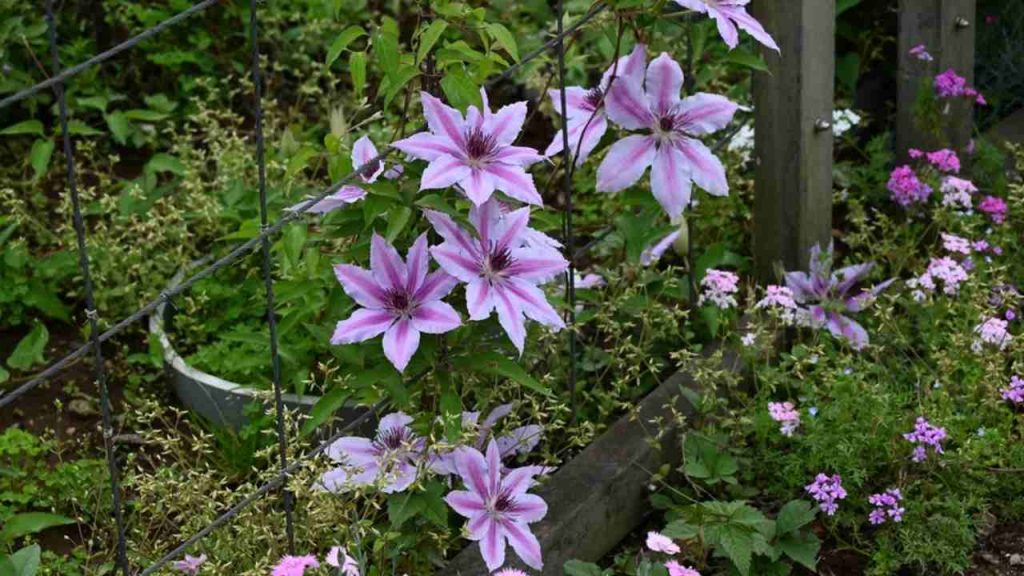 Clematis - plamienok na záhradnej pergole