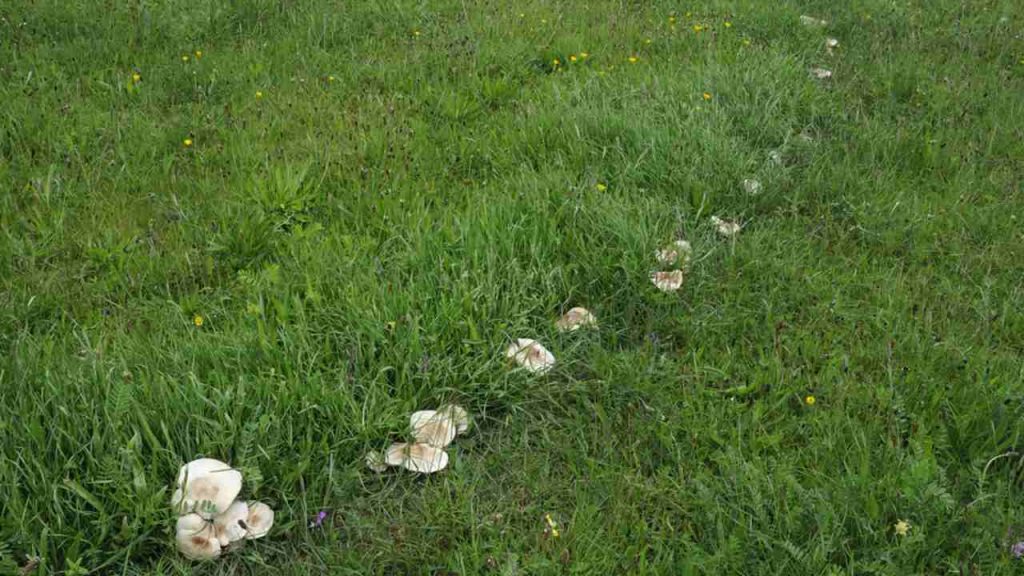 Huby svätého Juraja – Calocybe gambosa Časť prstenca na lúke