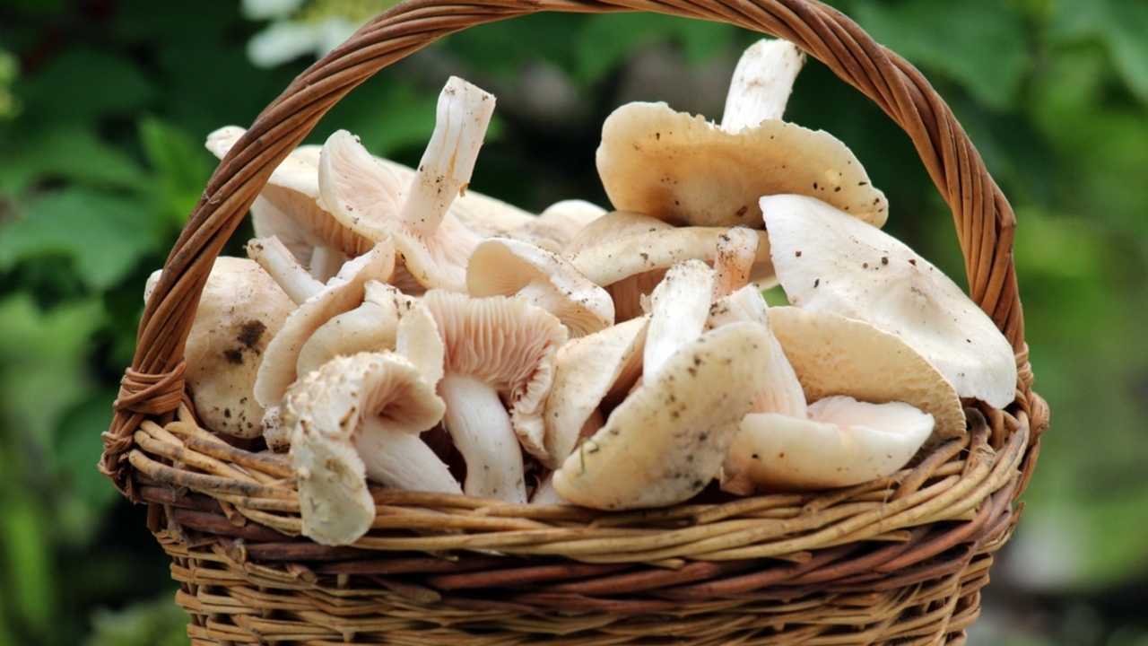 Prvé jarné huby nazbierané do košíka – Calocybe gambosa