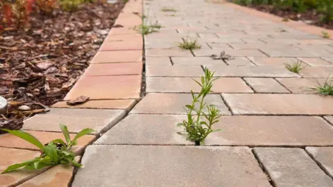 Burina a mach vyrastajúce medzi zámkovou dlažbou na dvore