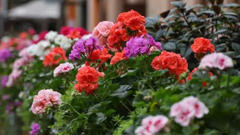 Bohato kvitnúce rmuškáty v balkónovom kvetináči na slnečnom balkóne.