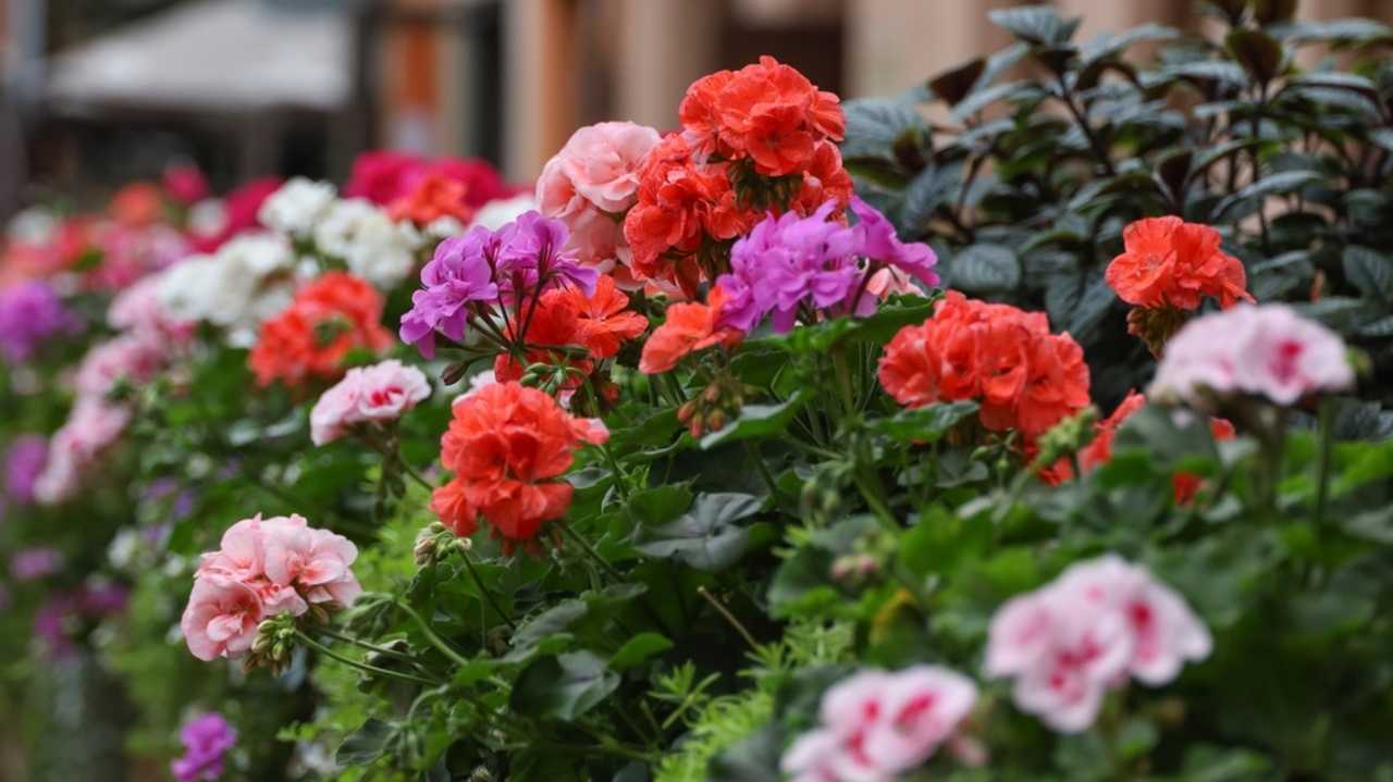 Bohato kvitnúce rmuškáty v balkónovom kvetináči na slnečnom balkóne.