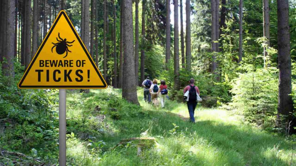 Výstražná tabuľa „Pozor na kliešte“ v oblasti s výskytom kliešťov v zelenom lese, kde sa prechádzajú turisti