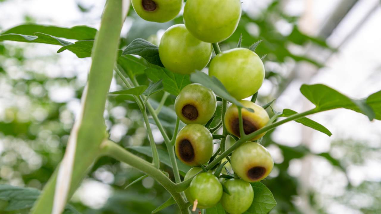 Ešte zelené, nezrelé, mladé plody paradajok postihnuté hnilobou na konci plodu. Táto fyziologická porucha u paradajok, spôsobená nedostatkom vápnika, sa prejavuje ako vodnatá a hnijúca škvrna, ktorá sa tvorí na spodnej strane plodu.