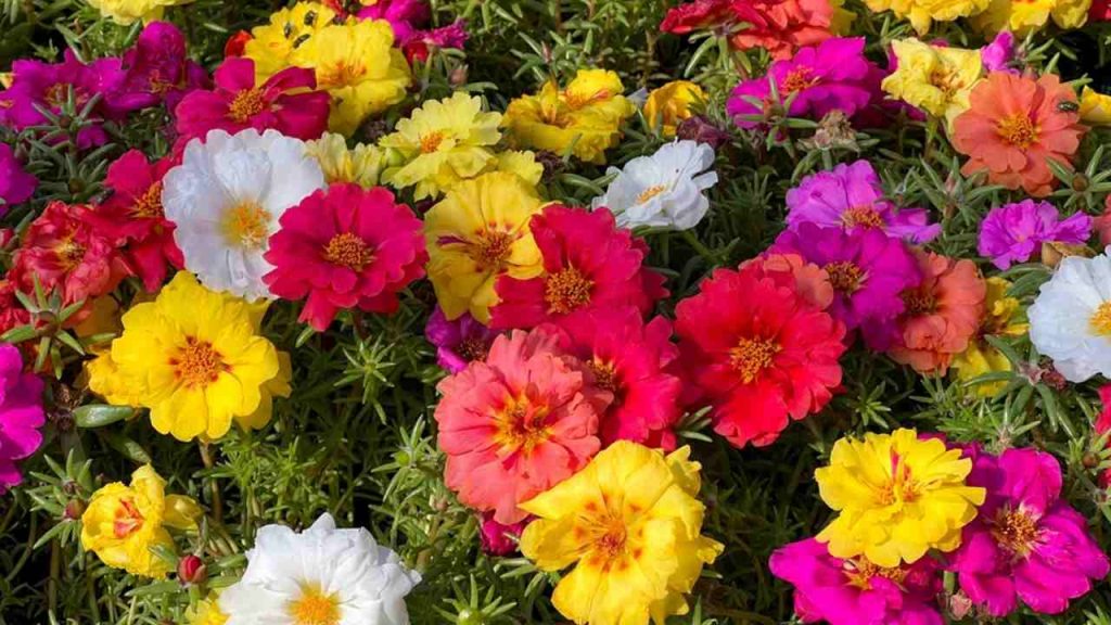 Portulaca grandiflora je sukulentná kvitnúca rastlina, známa aj ako „jedenásťhodinová“, „mexická“, „machová“, „slnečná“, „stolová“ alebo „skalná ruža“, ktorá kvitne v žltých, červených, bielych, ružových a fialových jasných farbách. Letná rastlina.