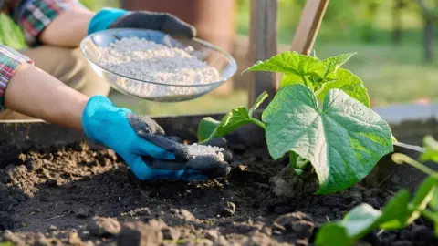 Záber zblízka na minerálne hnojivá v rukách, hnojenie rastliny uhorky