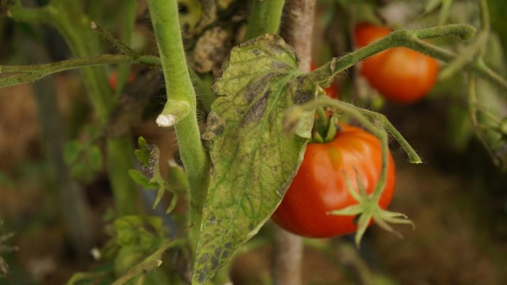 Choroby paradajok, pleseň paradajková. Príznaky plesne paradajkovej na listoch paradajok. Hubová choroba paradajok – Phytophthora infestans