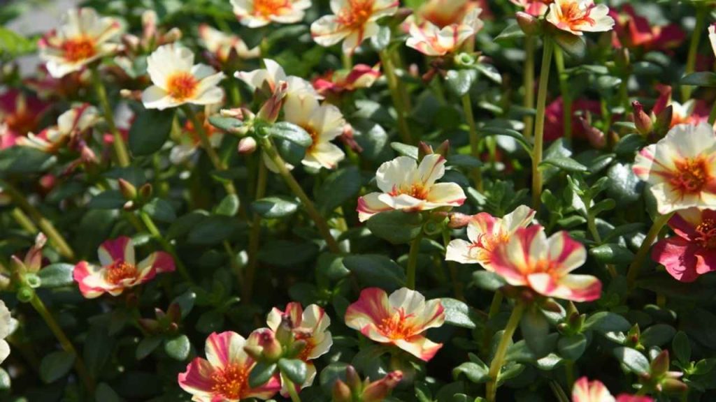Portulaca grandiflora rastie a kvitne v záhrade v lete