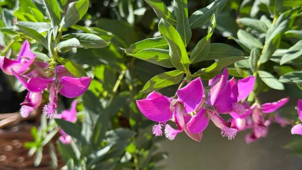 Polygala myrtifolia je kvitnúca rastlina známa pod názvom Horčinka myrtolistá.