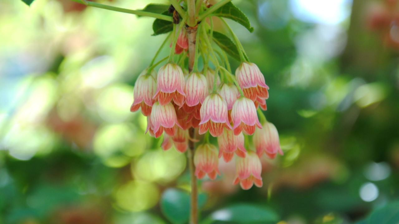 Krémovo biele kvety v tvare zvončeka s červenými žilkami u enkianthusu červenožilkového (Enkianthus campanulatus)