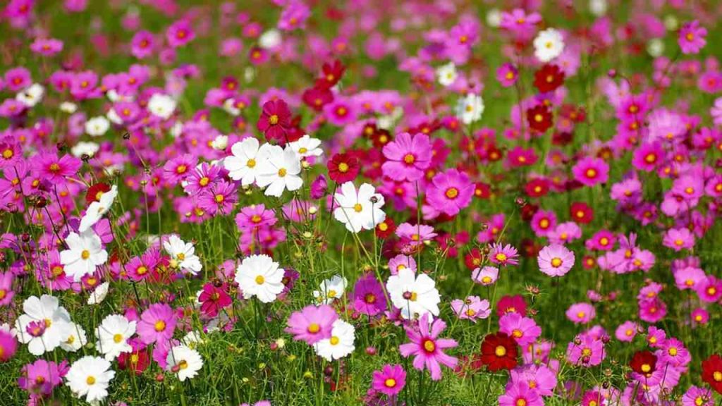 Krasuľka perovitá (Cosmos bipinnatus)