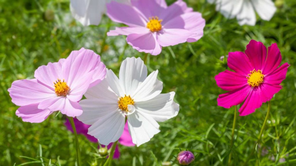 Krasuľka perovitá (Cosmos bipinnatus)