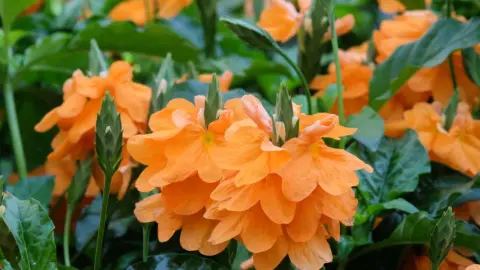 Orange Sherbert Firecracker Flower (Lat. - Crossandra infundibuliformis)
