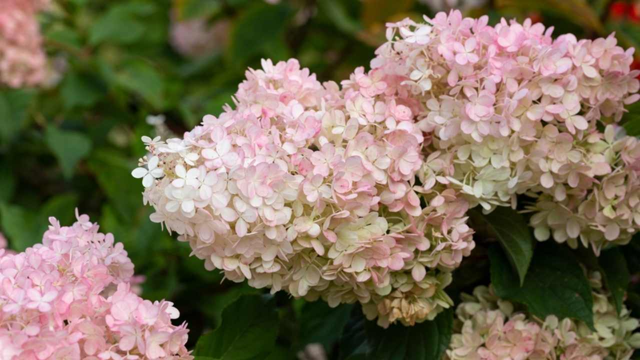 Hydrangea paniculata, hortenzia metlovitá, je druh kvitnúcej rastliny z čeľade Hydrangeaceae
