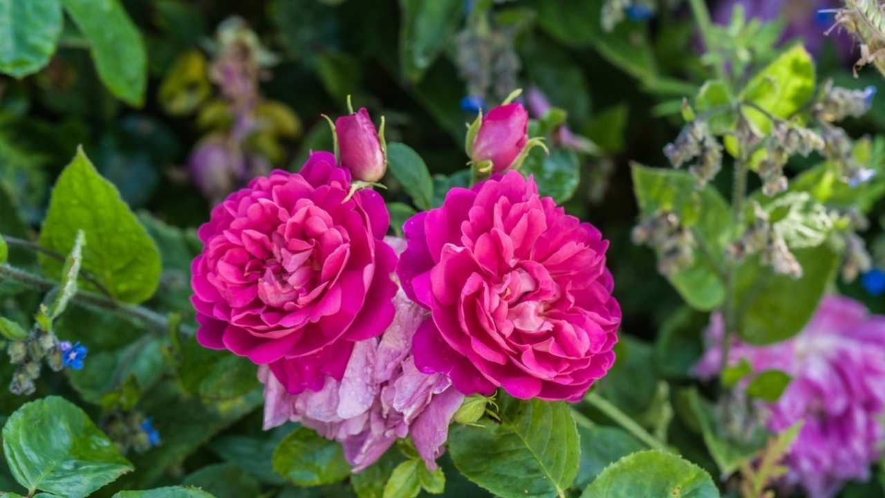 Záber zblízka na kvitnúci ružový krík odrody Rosa Young Lycidas