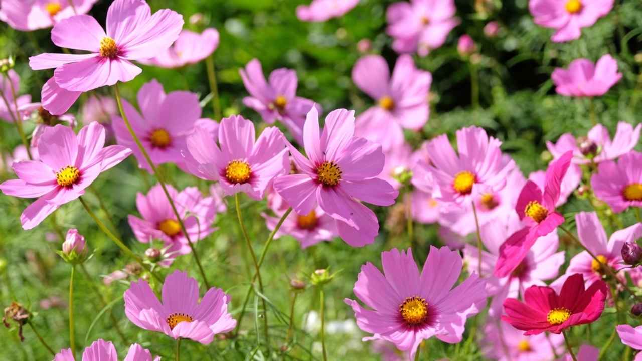 Kvitnúci ružový Cosmos bipinnatus, bežne nazývaný záhradný kosmos alebo mexická astra, krasuľka perovitá.