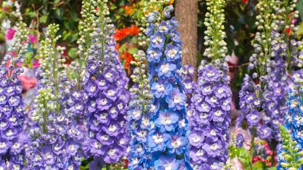 Delphinium elatum v záhradách