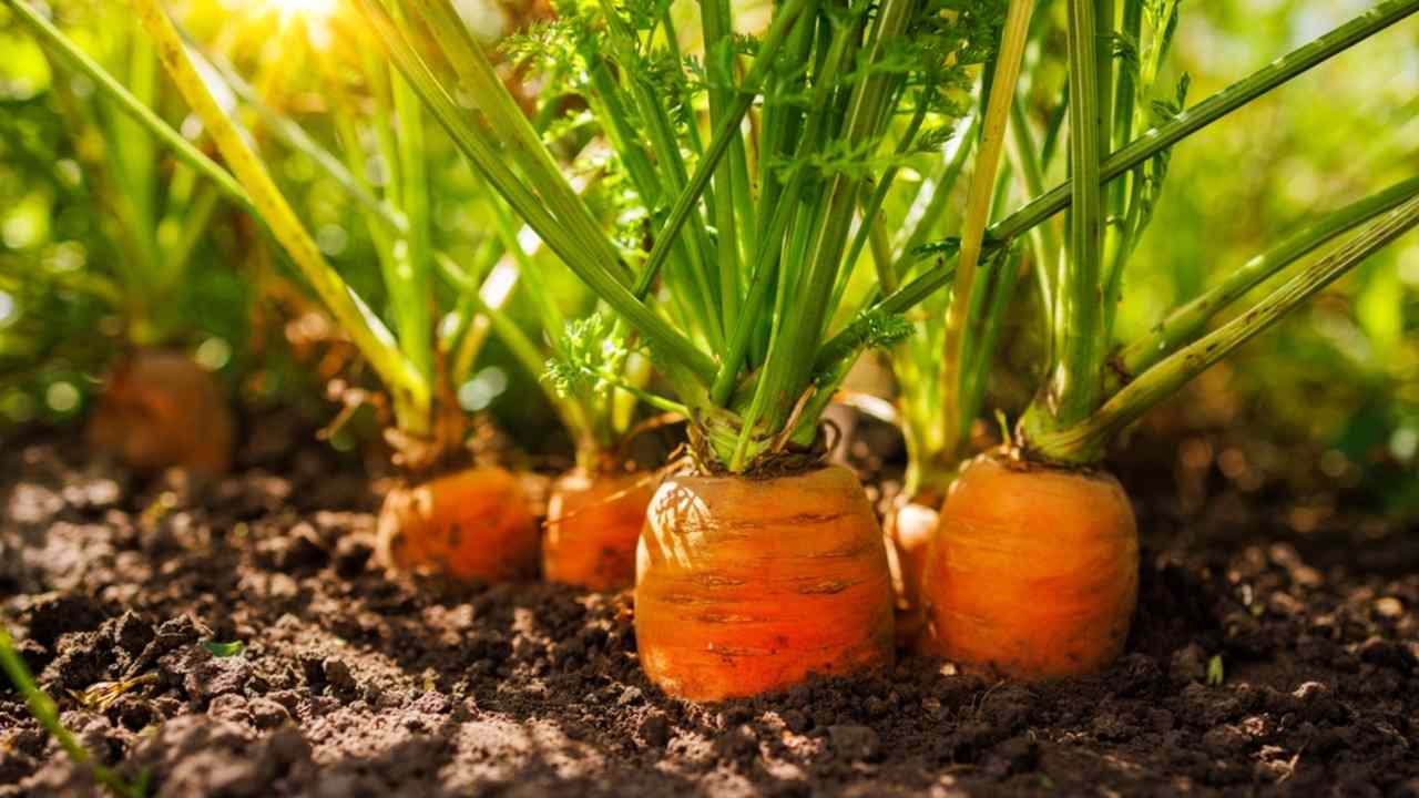 Bio mrkva pestovaná v záhradnej pôde, slnečné svetlo, zelená vňať, zdravá zelenina, zber úrody, poľnohospodárstvo, prírodné pozadie.