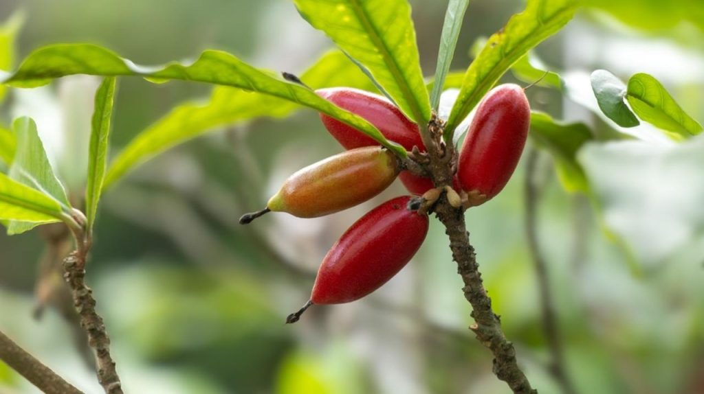 Rastlina „zázračné ovocie“ (Synsepalum dulcificum) s trsom charakteristických bobúľ, ktorých lesklá šupka má rôzne farby, čo naznačuje rôzne štádiá zrelosti.