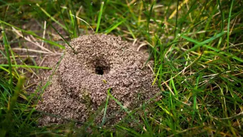 Záber zblízka na typický mravenisko, bežný jav na trávnatých plochách.
