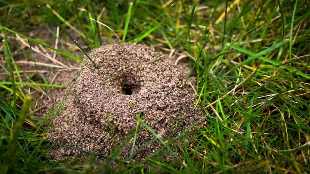 Záber zblízka na typický mravenisko, bežný jav na trávnatých plochách.