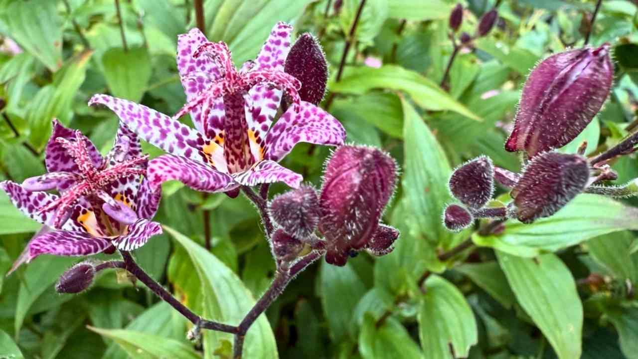 Krásna makrofotografia kvetu Tricyrtis s fialovými škvrnami a zelenými listami v pozadí. Exotická záhradná rastlina v jemnom prirodzenom svetle.