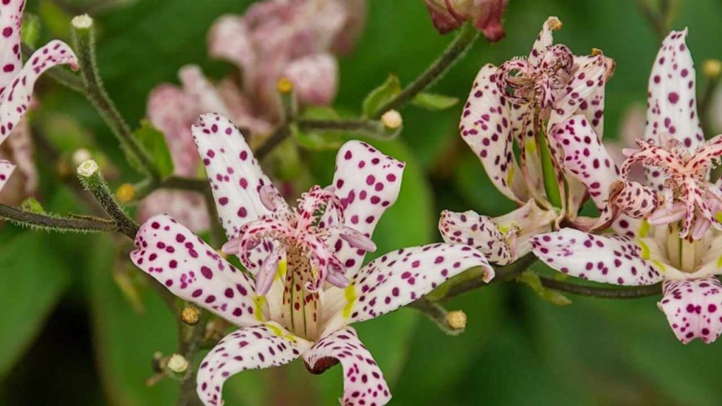 záběr zblízka na biele a ružové kvety japonskej ropuchy – Tricyrtis hirta