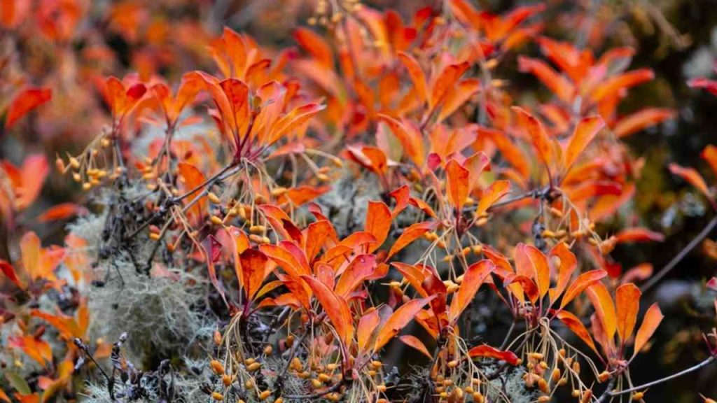 Záber zblízka na Enkianthus červenolistý (Enkianthus campanulatus), opadavý ker známy svojím žiarivým jesenným sfarbením a zvonkovitými kvetmi.