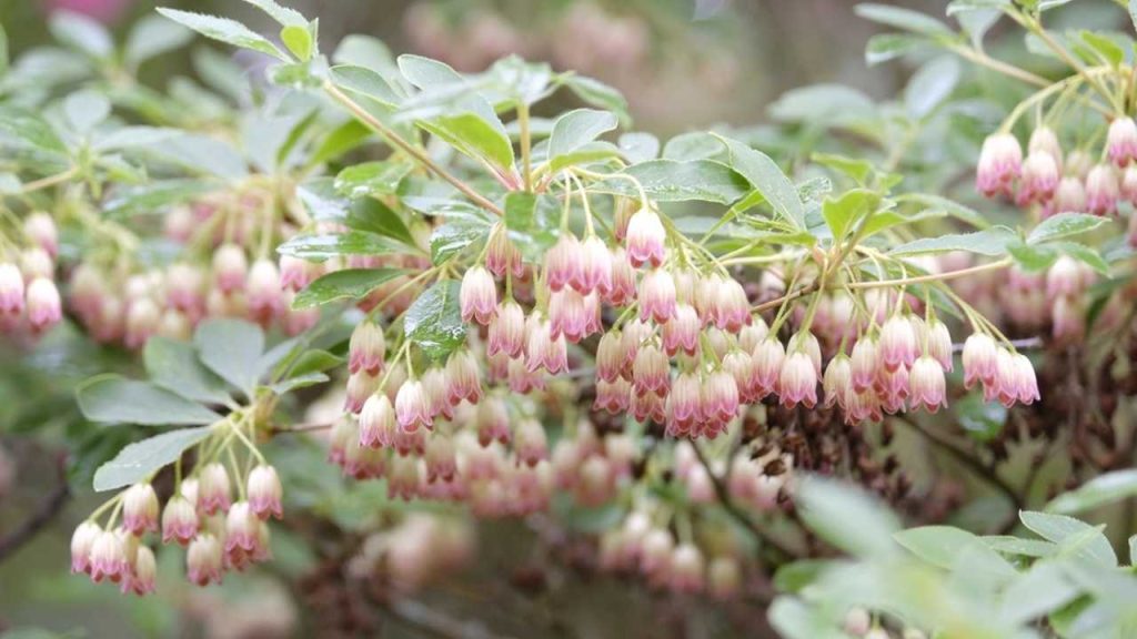 Kvitnúce smotanové a ružové zvončeky druhu Enkianthus campanulatus, známeho aj ako enkianthus červenozilný. 
