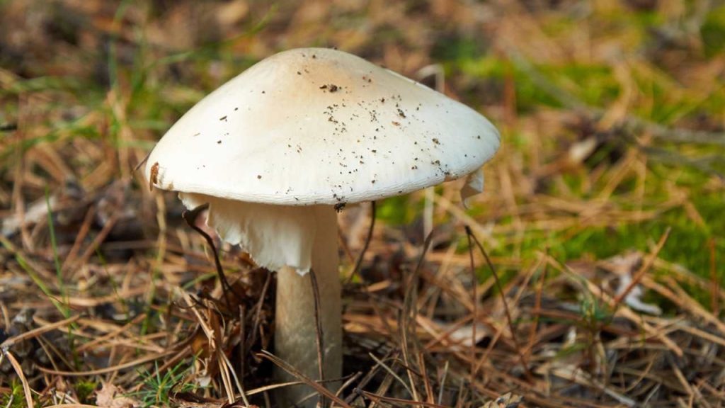 Nebezpečná Amanita phalloides, bežne známa ako muchotrávka zelená