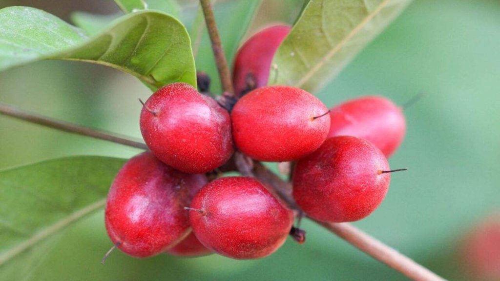 Zázračné ovocie; Zázračná bobuľa (Synsepalum dulcificum)