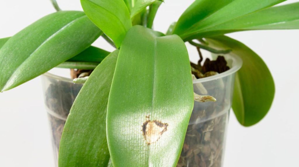 Choroba na liste orchidey. Zväčšený záber. Spálenie slnkom na liste orchidey, na bielom pozadí. Phalaenopsis.