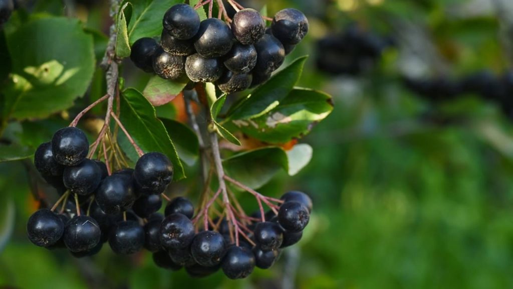 V lete visia na vetvách bobule čiernej arónie. Aronia melanocarpa, Sorbaronia mitschurinii. Bobule čiernej arónie na strome v záhrade.