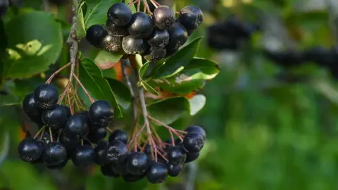 V lete visia na vetvách bobule čiernej arónie. Aronia melanocarpa, Sorbaronia mitschurinii. Bobule čiernej arónie na strome v záhrade.