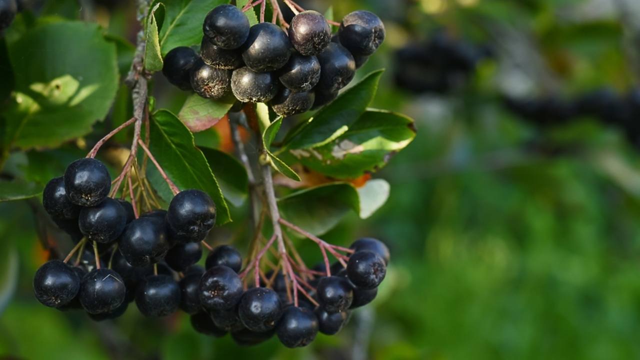 V lete visia na vetvách bobule čiernej arónie. Aronia melanocarpa, Sorbaronia mitschurinii. Bobule čiernej arónie na strome v záhrade.