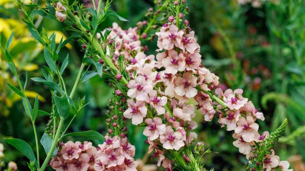 Kvety Verbascum Southern Charm krásne kvitnú v záhrade na začiatku leta.