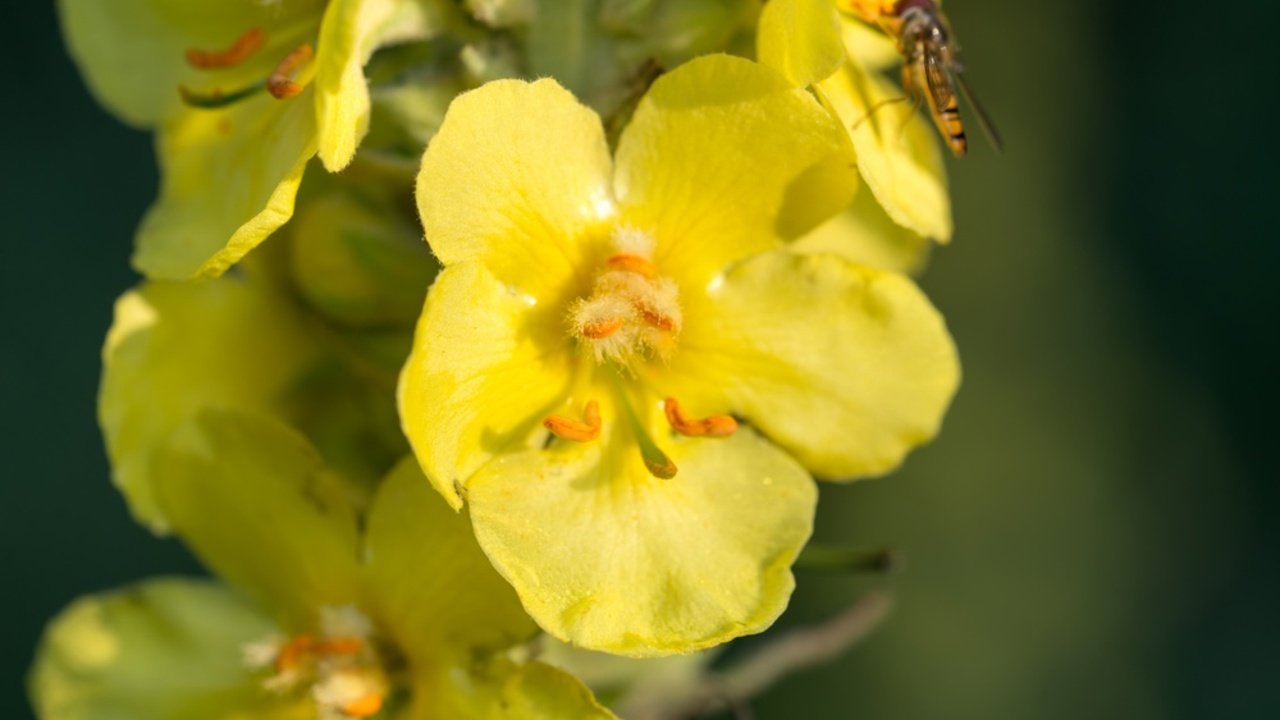 divozel, Verbascum densiflorum, žlté letné kvety, detailný záber
