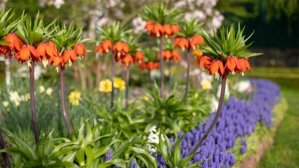 Korunkovka kráľovská (Fritillaria imperialis)