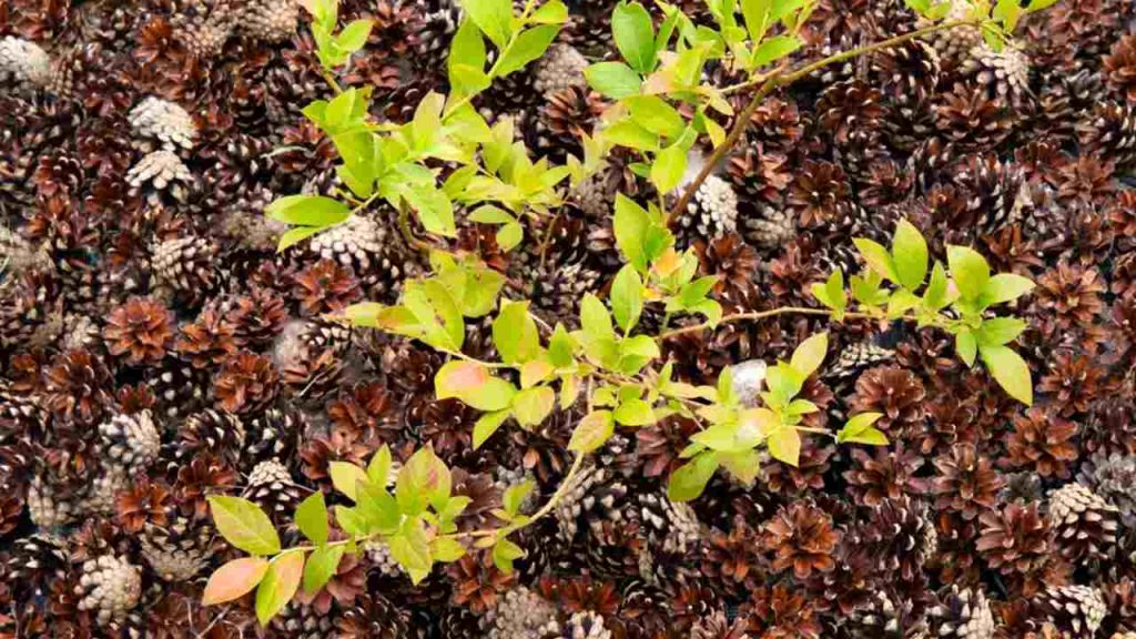 Čučoriedkový ker (Vaccinium corymbosum) rastúci v domácej záhrade, okolo ktorého je mulč z borovicových šišiek na zlepšenie pH pôdy.